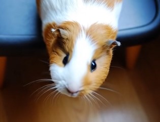 Nugget memorial photo