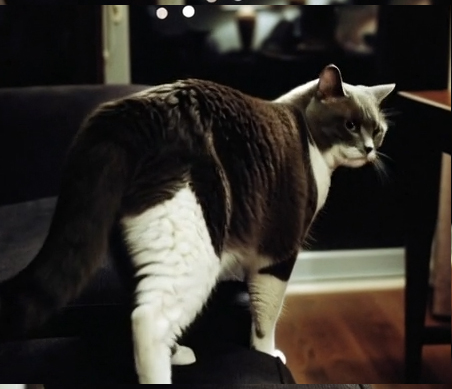 Photo of Matzi
