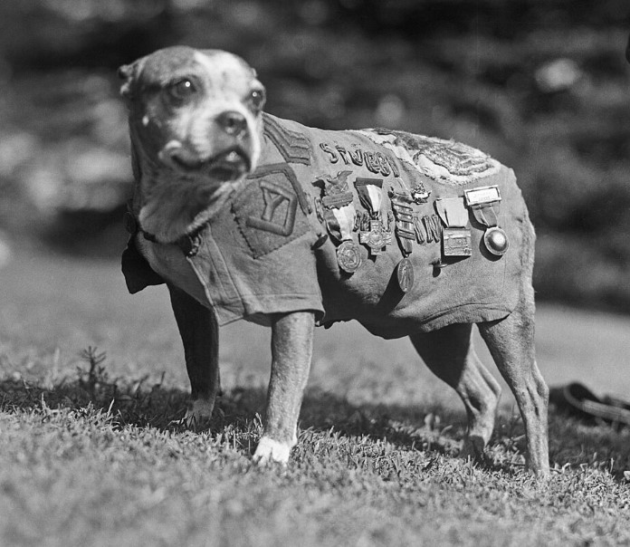 Sergeant Stubby